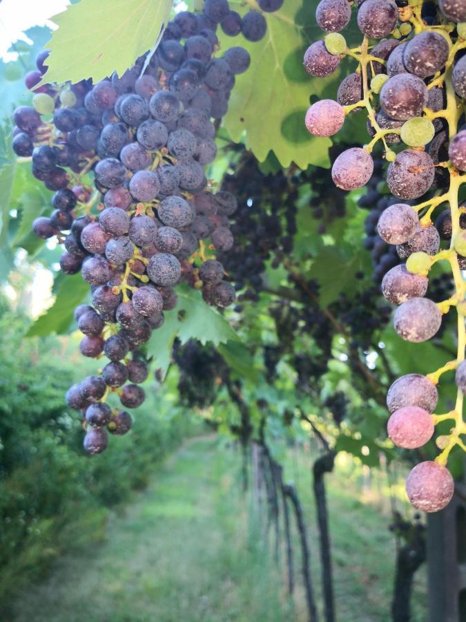 Appartamenti Bellini Бардолино Екстериор снимка